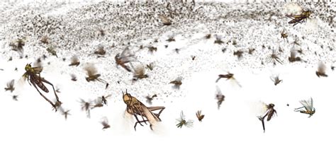 Download Transparent Plagueday Locust Swarm Png Pngkit