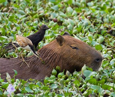 These South American bird species are associates of megafauna, and