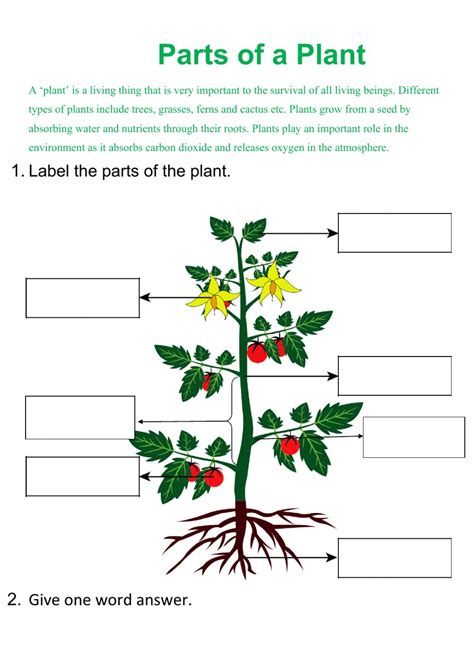 Parts Of Plant Interactive Worksheet