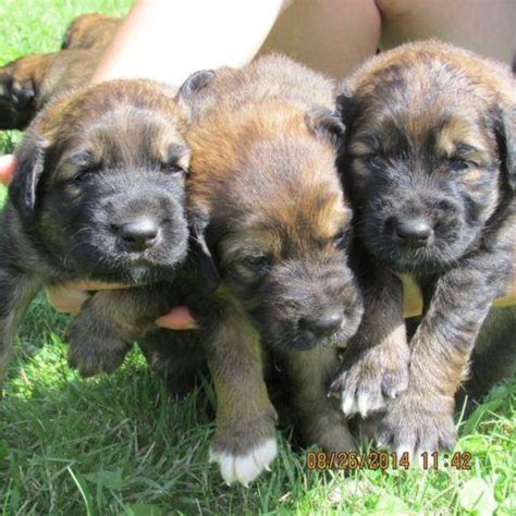 Mom elaine was raised in oklahoma. Leonberger and English Shepherd cross puppies for Sale in ...