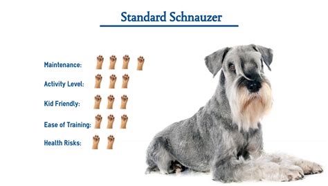 Standard Schnauzer Dog Breed Everything You Need To Know At A Glance