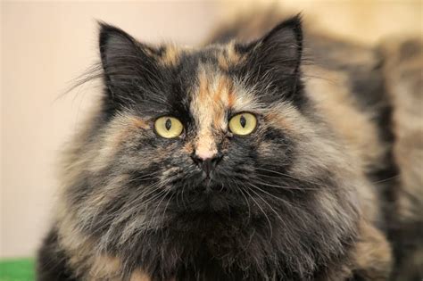 6 Types Of Tortoiseshell Cats With Long Hair With Pictures Pet Keen