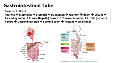 Abdominal Wall Peritoneum And Intestines Lo Gi Tract Youtube