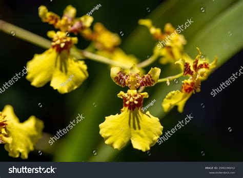Oncidium Orchid Golden Shower Orchid Looks Stock Photo 2090190052