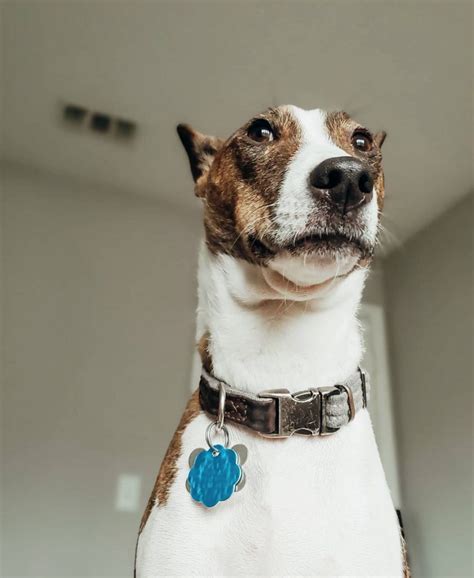 The Funniest Dog Faces On The Internet Great Pet Living