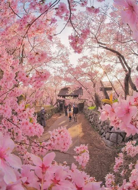 √the Bloom Of Cherry Blossoms In Japan Traveller In 2020