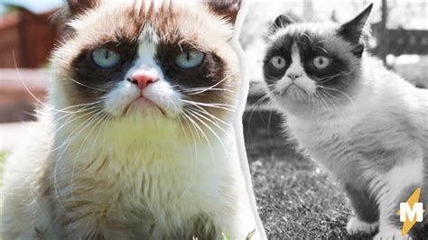 Сердитая кошка Grumpy Cat умерла в 7 лет но оставила мемы