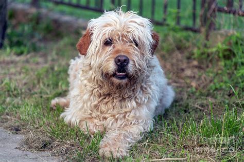 Portrait Of A Hairy Mutt Dog Photograph By Bratislav Braca Stefanovic