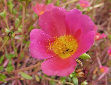 Pink Rose Moss
