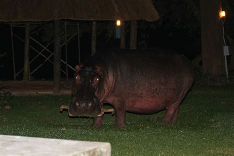 Hippo In Camp Crocvalley Camp