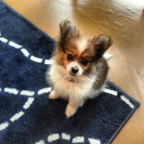 Pomeranian Chihuahua Mix Puppy Pomchi Fluff Squee Squee
