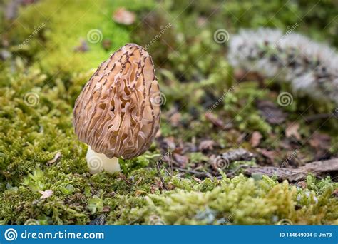 Closeup Shot Of Morel In Moss Stock Photo Image Of Nature Growth