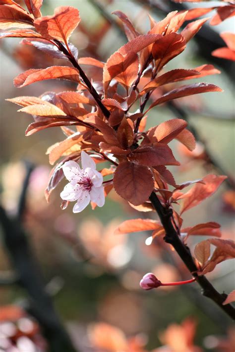 Free Images Tree Nature Branch Blossom Sunshine Leaf Flower