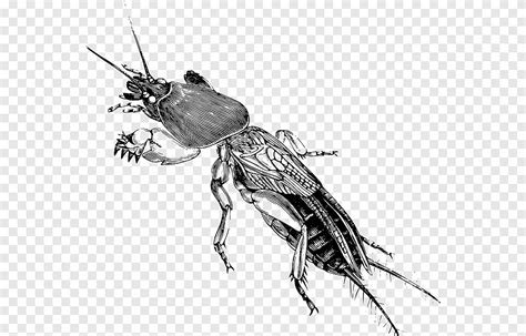 Drawing Cricket Gryllotalpa Gryllotalpa Insect Sketch Cricket Pencil
