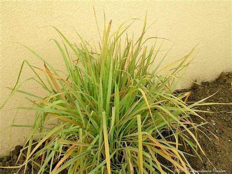 In india, cuba, indonesia, and brazil, lemongrass infusions treat bladder problems (including inflammation of the urinary tract), urinary incontinence, and kidney stones. PlantFiles Pictures: West Indian Lemon Grass, lemongrass ...
