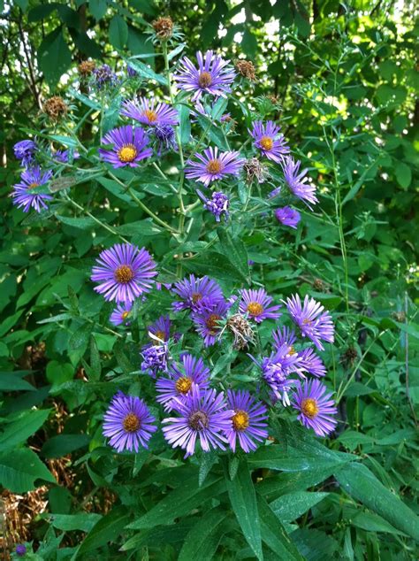 Amazing Asters