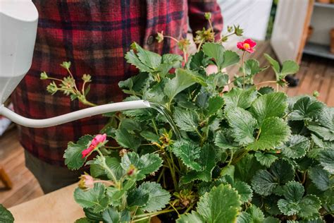How To Grow Strawberry Plants In Pots