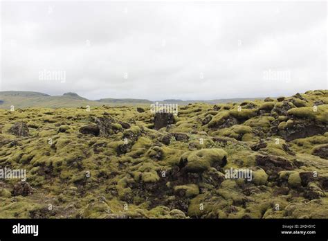 A Moss Covered Lava Field During Daytime In Iceland Stock Photo Alamy