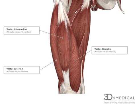 Muscle tendons in the knee joint and the shoulder joint are crucial in stabilization. Muscles - Advanced Anatomy 2nd. Ed.
