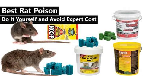 Best Rat Poison 2021do It Yourself And Avoid Expert Cost