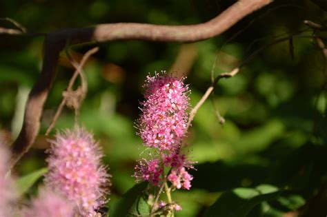 Mature plants spread where you let them. native spirea | Flower garden, Spirea, Flowers