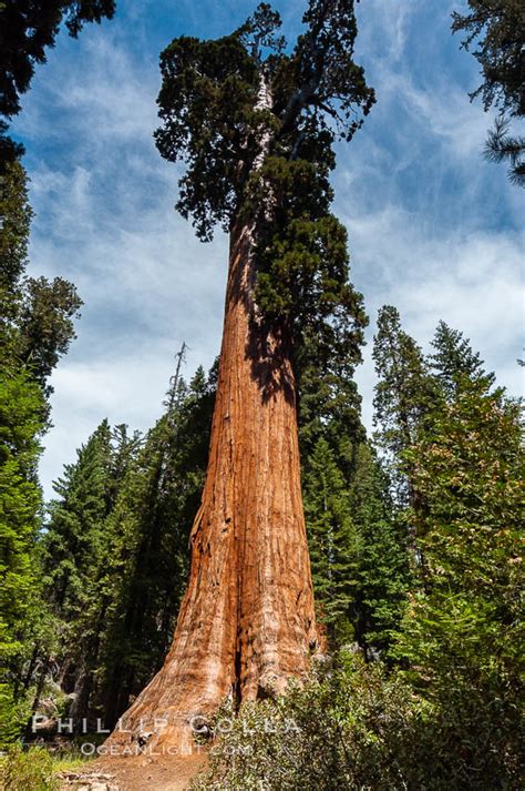 General Grant Tree Sequoia Np Sequoiadendron Giganteum Grant Grove