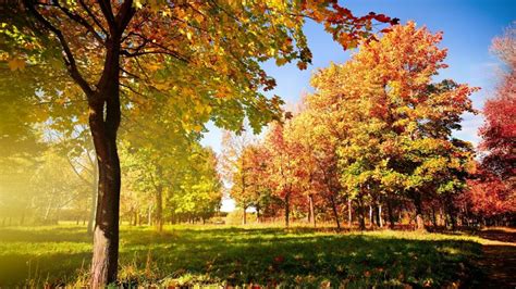 Sunny Autumn Day Wallpaper Backiee