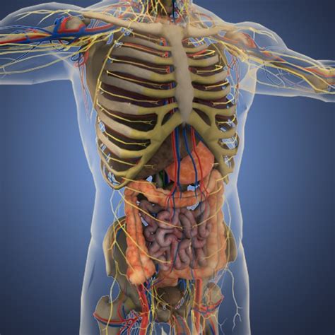 Human Male Body Diagram Body Diagram Organs Human Male Organ Adult