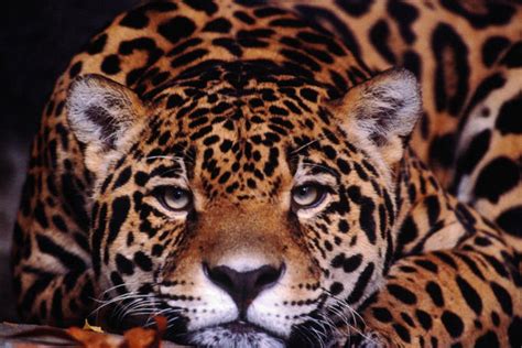 Wildlife In Brazil Lonely Planet Travel Information