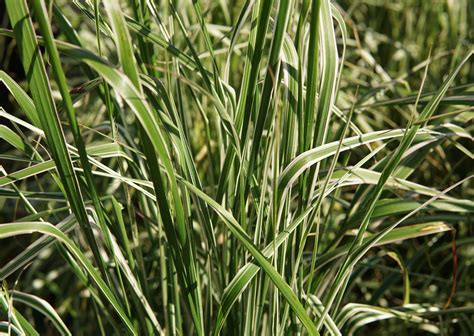 Avalanche Feather Reed Grass • Kiwi Nurseries Ltd