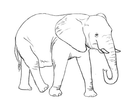 Elephant Drawings Drawing Pics