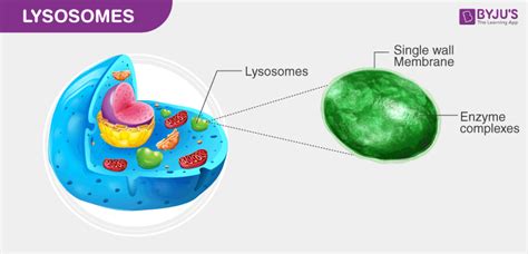 Lysosomes Structure Definition Function And Diagram