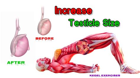 How To Increase Testicle Size Fast At Home L Benefits Of Kegel Exercise Testicles Pelvic