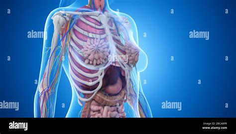 Female Thorax Anatomy Illustration Stock Photo Alamy