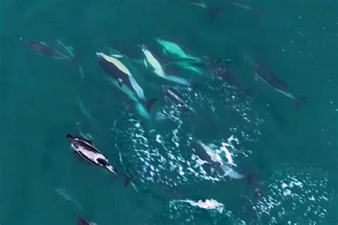 Video New Aerial Footage Gets Closer Look At Dolphins Off Falmouth Coast