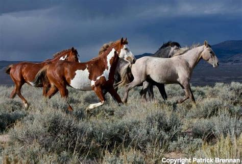 wild horses mustangs horses wild horse photography horse mustang