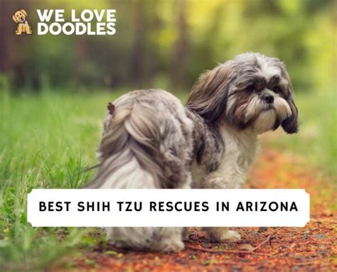 3 Best Shih Tzu Rescues In Arizona 2024 We Love Doodles