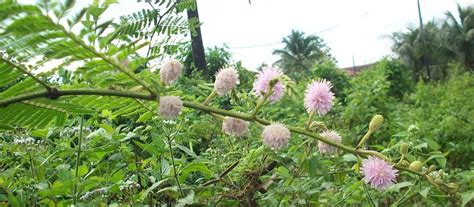 If you want to learn menanam semula pokok in english, you will find the translation here, along with other translations from malay to english. Semua Menjadi: Pokok Semalu
