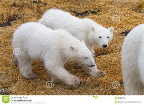 Polar Bear Twin Cubs Stock Photo Image 64049945