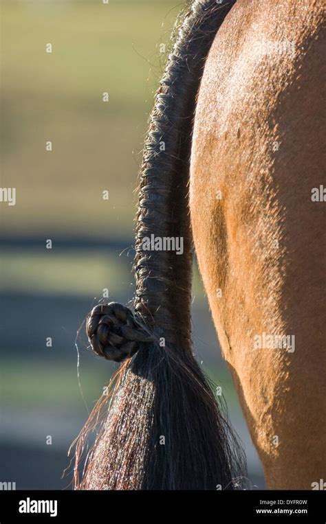 Tail Horse Hi Res Stock Photography And Images Alamy