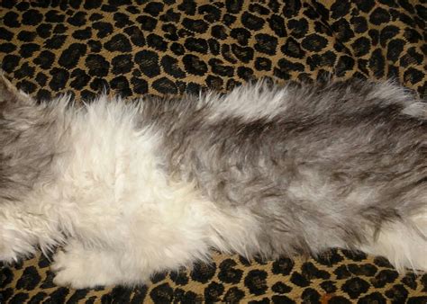 Read more about this cat breed on our selkirk rex breed information page. Selkirk Rex Cats For Sale | Milwaukee, WI #251491