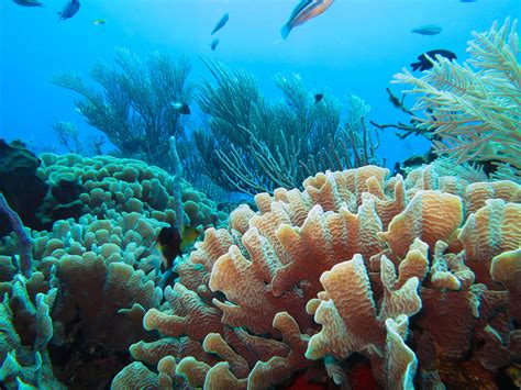 Can Coral Reef Restoration Save Lives Under The C Coral Reef