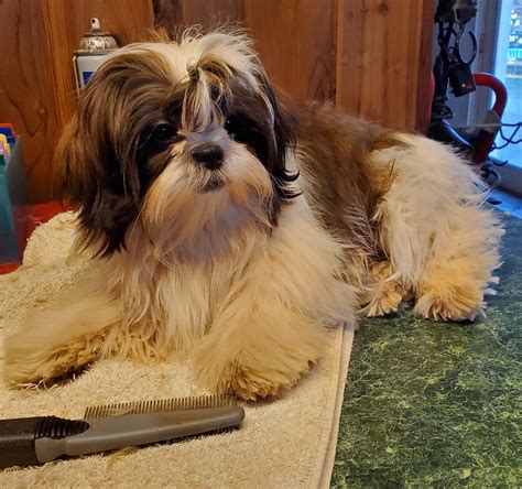 Dunhaven Farms in Maryland | Shih Tzu puppies | Good Dog