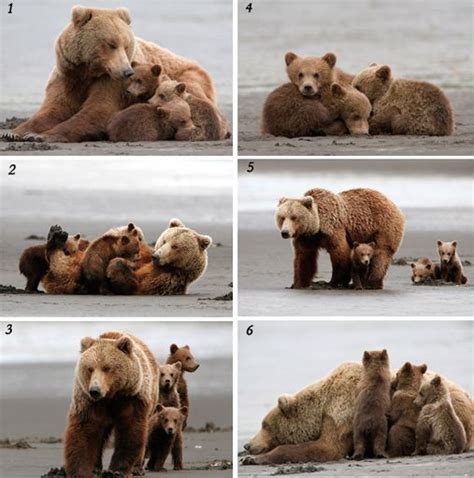 Hank Perry Photographs A Mother Grizzly Bear And Her Triplets In Alaska