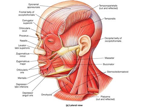 The neck contains seven of these, known as the cervical vertebrae. Print Muscular System flashcards | Easy Notecards