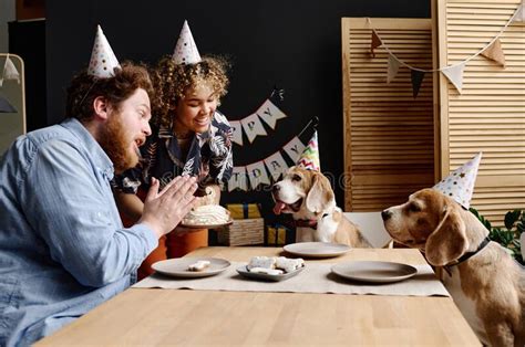 Couple Celebrating Birthday With Dogs Stock Image Image Of Pampering