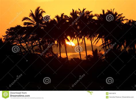 Palm Trees On The Beach During Beautiful Sunset Stock