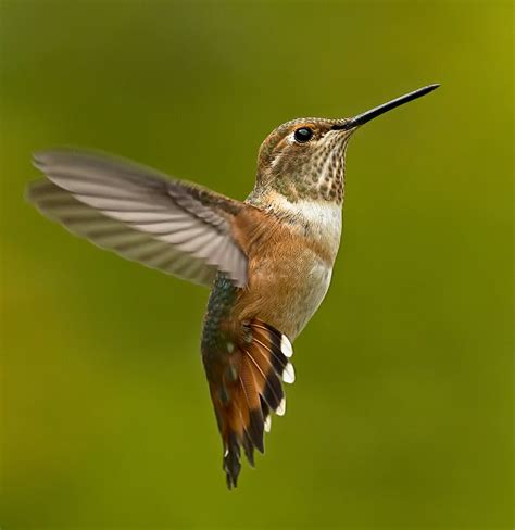 Hummingbird Hovering
