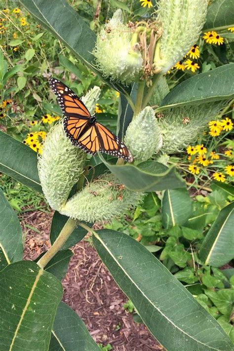 How To Plant And Grow Milkweed Asclepias Gardeners Path