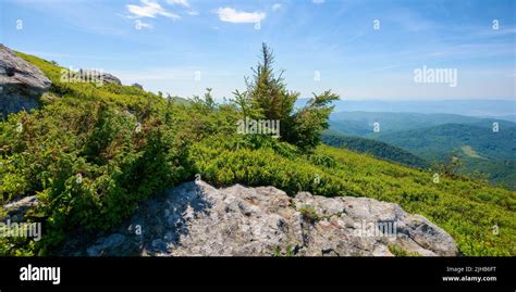 Mountain Scenery In Summer Tree And Stones On The Grassy Hill Sunny